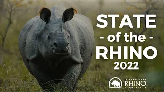 State of the Rhino 2022 | How Many Rhinos Are Left?
