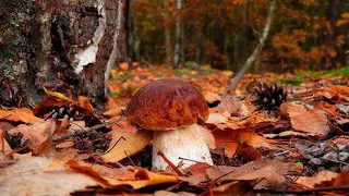 Білі гриби майже в листопаді. Дуже пізні гриби Карпат
