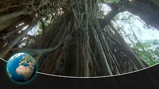 The Strangler Fig – An unbelievable tree killer