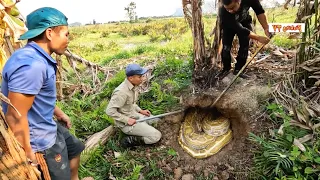 The terrifying roar of the giant golden snake | Fishing TV