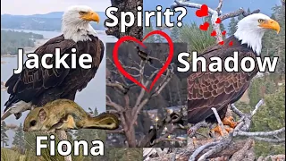 Jackie & Shadow & Is It Spirit? 🦅🦅🦅❤️Fiona 🐿️ Mountain Chickadee, Yellow-rumped Warbler,7th-10th May