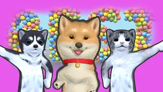 Best cat dances and animations of Vidicat