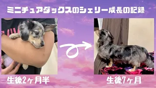 ミニチュアダックスフンドの子犬の成長記録【生後2ヶ月半〜7ヶ月までのダイジェスト】日常