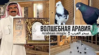 Завораживает! 🤩 Бойные голуби Саудовской Аравии Аль Джатейли | Amazing Ali Aljotaili Pigeons