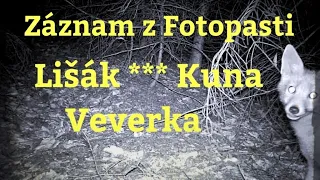 Záznam z fotopasti #10 | Slezské Beskydy