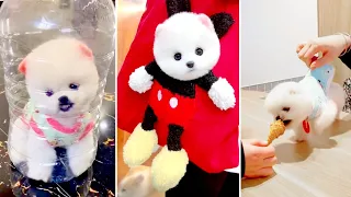 Tik Tok Chó Phốc Sóc Mini 😍 Funny and Cute Pomeranian #393