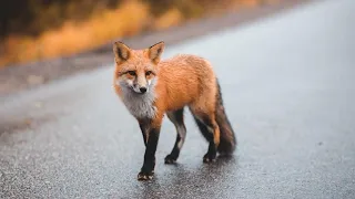 Lifestyle and Interesting Facts About Foxes | Facts You May Not Know About Foxes