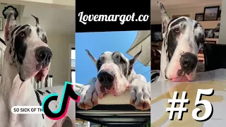 🤩Great Dane Dogs are the Funniest Breed - Funny Video Compilation #5