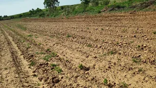 Plantación viña, año 1