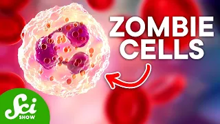 How White Blood Cells Fight Infection (and Why They Sometimes Make it Worse!)