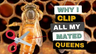 Clipping Queens Saves Time & Money! Here Is WHY...