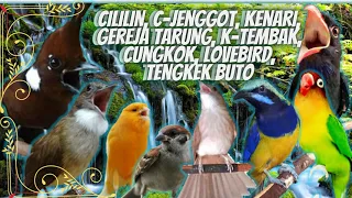 CILILIN, LOVEBIRD, K-TEMBAK, C-JENGGOT, C-CUNGKOK, KENARI, GEREJA TARUNG, TENGKEK BUTO // TERAPI AIR