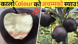 अचम्मको कालो रङ्गको स्याउ|20 Amazing Random Facts In Nepali|Fact Nepal