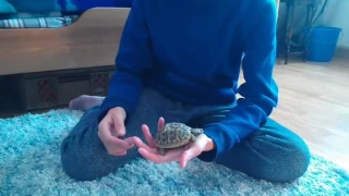 Schildkröte halten leicht gemacht