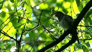 Nightingale songs, Cоловей поет в парке