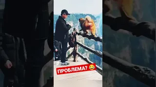 🐒🤣#shortvideo #приколы #юмор #comedy