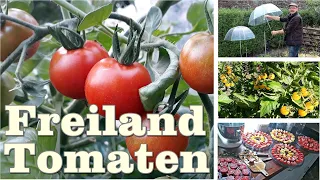 Tomaten im Freiland anbauen