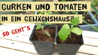 Gurken und Tomaten zusammen in ein Gewächshaus / Folientunnel pflanzen? Keine Mischkultur Probleme