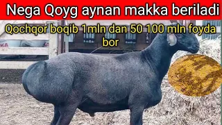 QOYGA NEGA AYNAN MAKKA BERILADI SIZ BUNI BILARMIDIZ