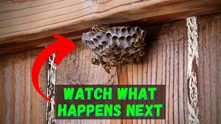 How To Kill Wasps With Dish Soap