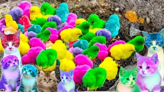 Tangkap Ayam Lucu, Ayam Warna Warni, Ayam Rainbow Gokil, Kelinci, Kucing Lucu, Bebek, Hewan Lucu 273