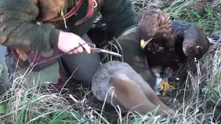 Amazing! Hunting with a Golden Eagle 2