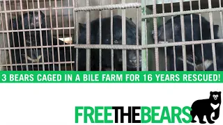 Bears rescued from 16 years in a bear bile farm!