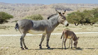 How Did Donkey Give Birth To His Lovely Child?