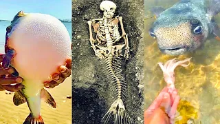 Fishing Videos - Catching Seafood Include Fish, Crab, Octopus #67 - Tik Tok