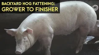 Backyard Hog Fattening: Grower to Finisher | Agribusiness  B-MEG Episode 3