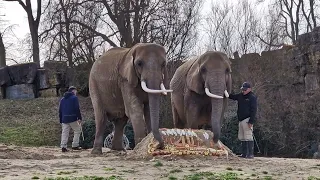 Happy Elephant's Birthday