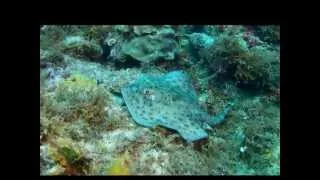 Tropical Sea Divers Boca Chica Rep. Dominicana