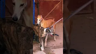 Amazing Speed Dog Meeting Dogs in kandal village 01