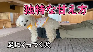 【甘えん坊犬】飼い主の足が大好きな犬