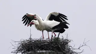 Nesting Storks - Nistende Störche