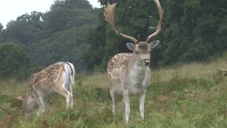 Fallow Deer - The British Mammal Guide