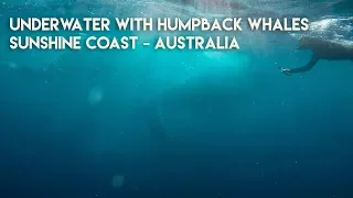 Underwater with Humpback Whales on the sunshine coast