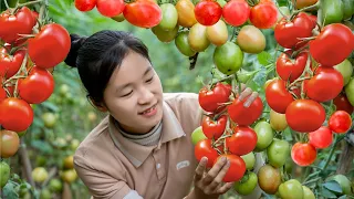 Harvest TOMATO goes to the market sell - Cooking - Gardening | Ella Daily Life