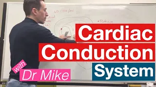 Cardiac Conduction System | Cardiology