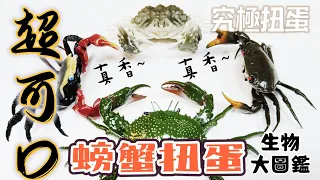 ［扭蛋系列］螃蟹 肝葉饅頭蟹 鋸緣青蟹 紅螯螳臂蟹 酒色豔團扇蟹 扭蛋 生物大圖鑑 いきもの大図鑑 Ultimate 版 超可口 萬代