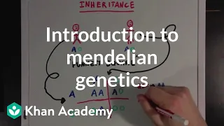 An Introduction to Mendelian Genetics | Biomolecules | MCAT | Khan Academy