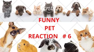 Hilarious Pet Video To Spice Up Your Weekend - Funny Pet Reaction ! funny Pets Reaction # 6
