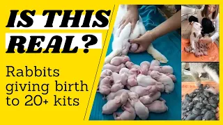 Rabbits Giving Birth to 20+ Kits