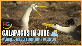 Galapagos in June | Weather, Wildlife and What to Expect ⛈️