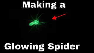 Making the World's First Glow-in-the-Dark Spider—And Then Releasing it in my House!!