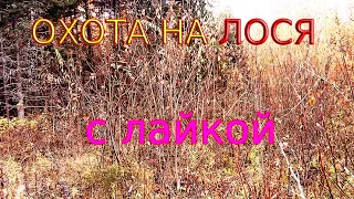 Ходовая охота на лося с лайкой 2021.Moose Hunting.