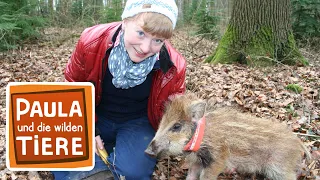 Ein Wildschwein zum Knuddeln | Reportage für Kinder | Paula und die wilden Tiere