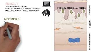 Mechanoreceptors