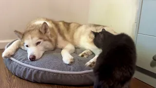 Cat snuggles up next to her favorite Siberian husky during a rainstorm
