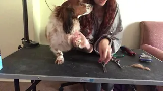 Grooming Your Dachshunds Paws 101